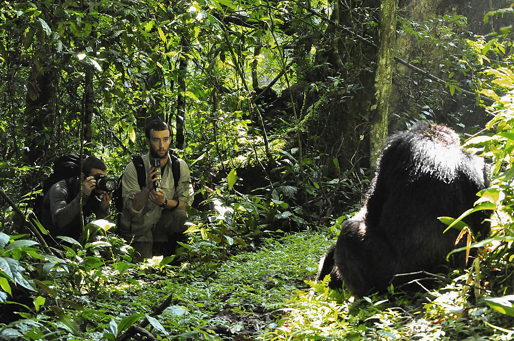 Track chimpanzees 