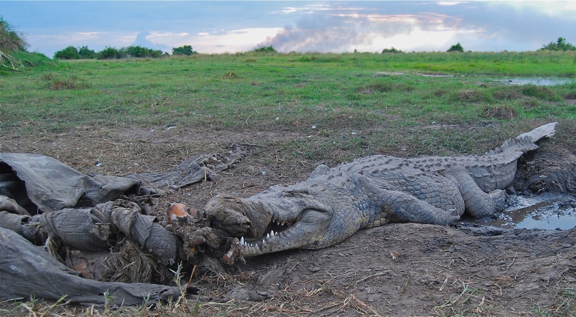 Krokavango Crocodile Farm