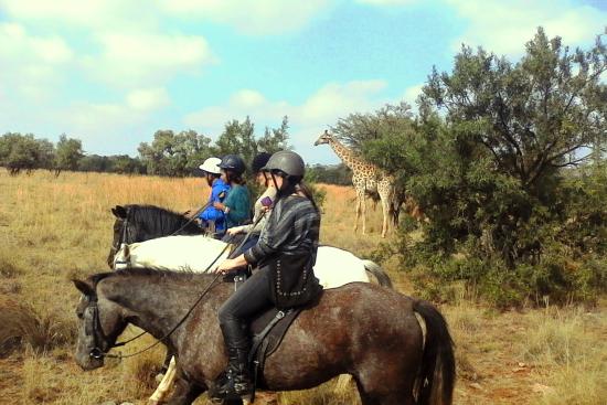 Horse Trail Safari