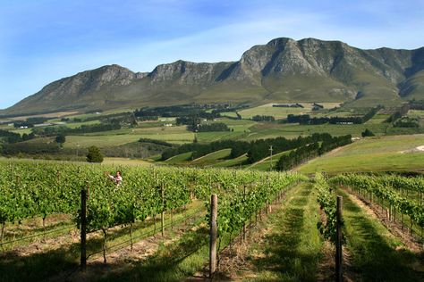 Hermanus Wine Route