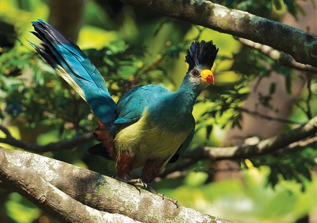 Bird watching at Bwindi