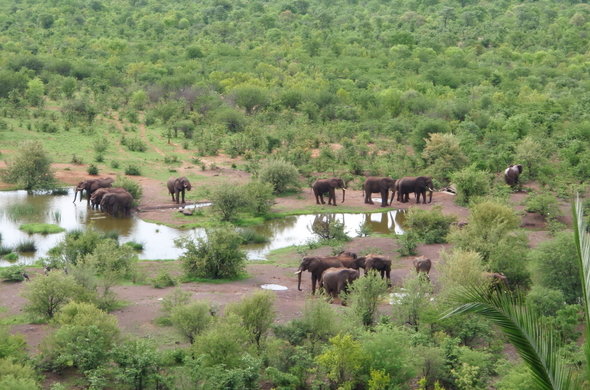 Wildlife Safari at game reserves