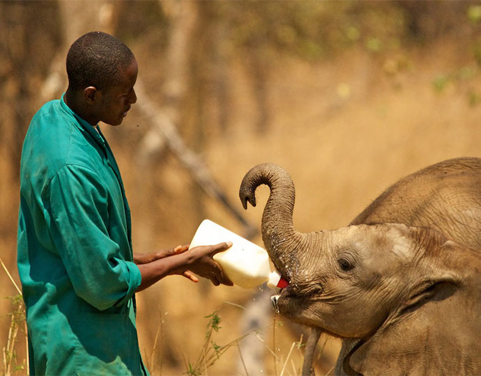 Lilayi Elephant Nursery