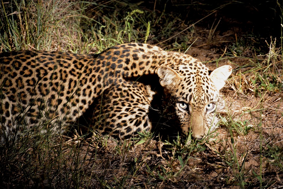 Night Safari at Sabi Sand Game Reserve