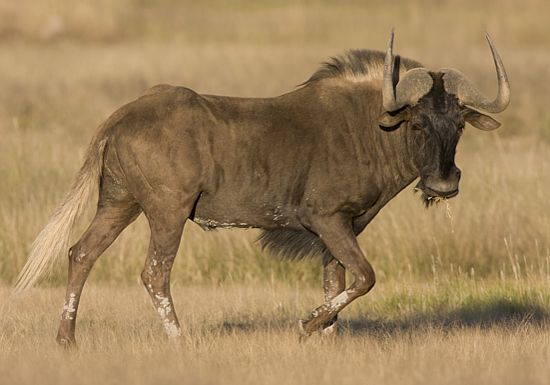 Benfontein Nature Reserve