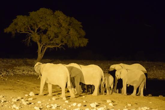 Night safari at Okaukuejo Water Hole