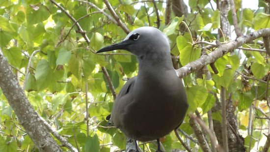 Ile Aux Cocos – The Bird Sanctuary