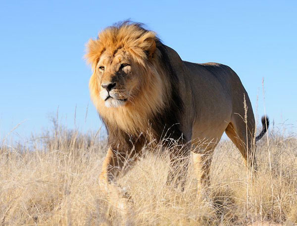 Spotting the Black-Manned Lion