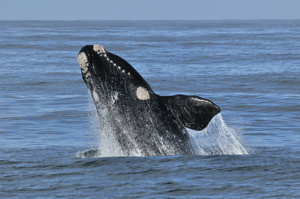 Whale Watching at Hermanus