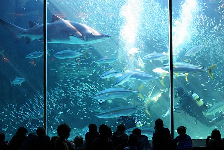 Visit the Two Ocean Aquarium