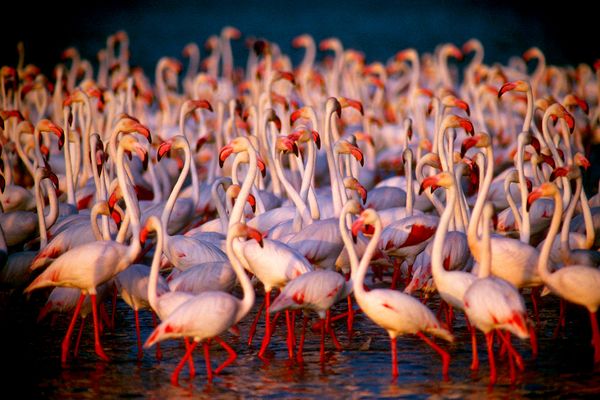 Bird watching at Etosha