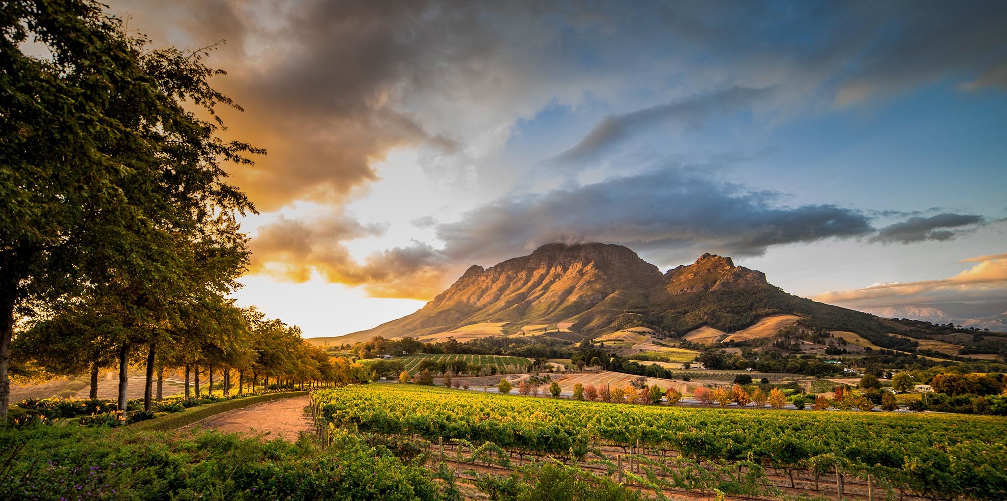 Cape Winelands