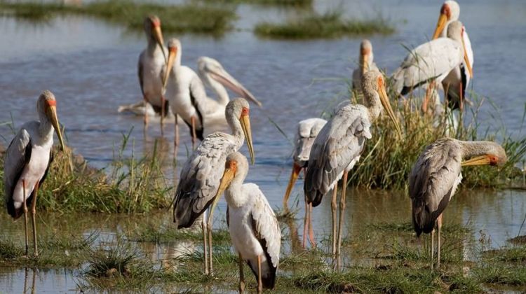 Bird watching in Lake Eyasi