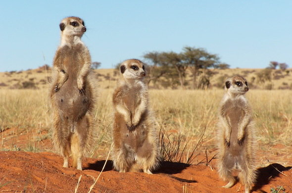 Tswalu Kalahari Reserve