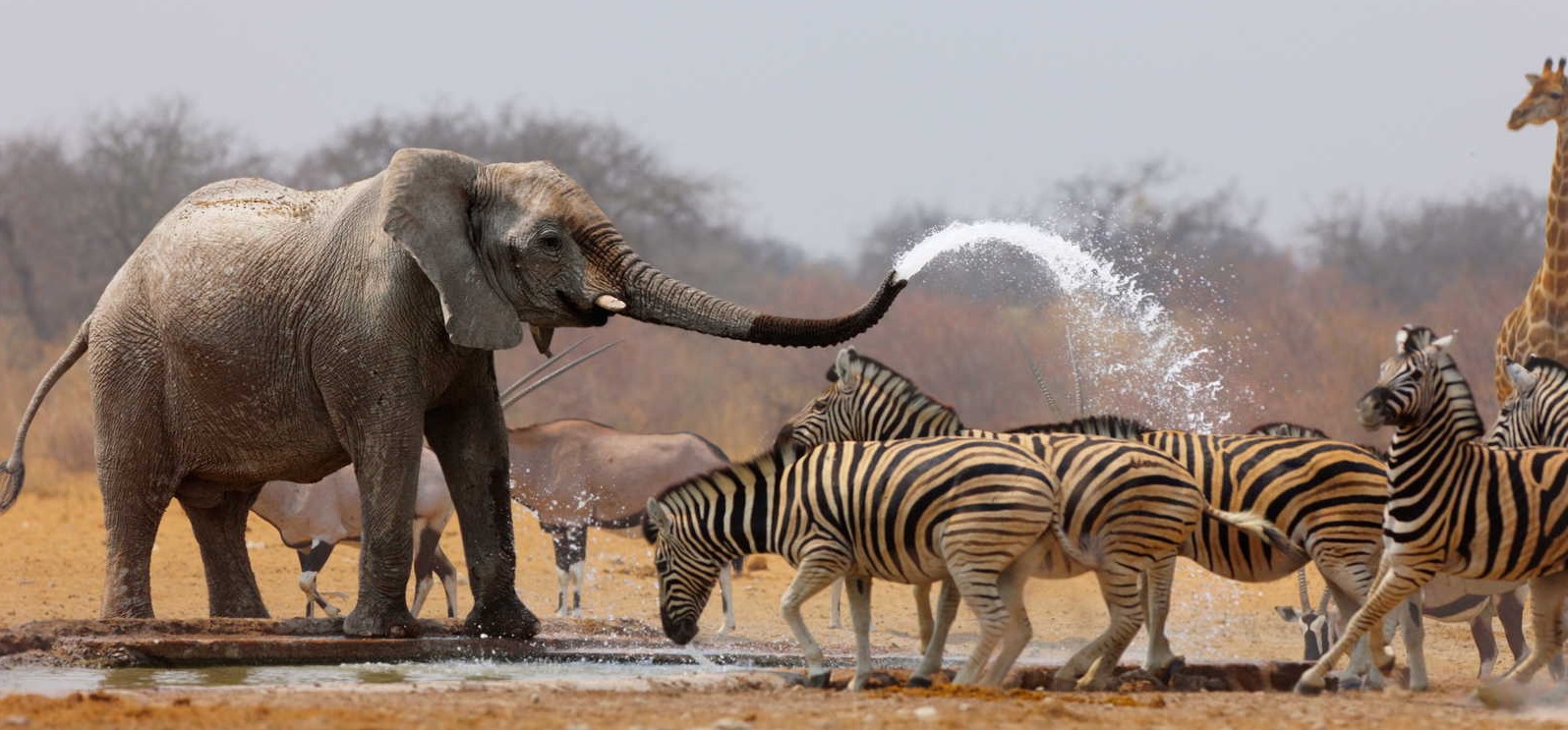 Etosha National Park