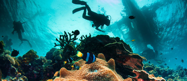 Scuba Dive at Knysna Lagoon