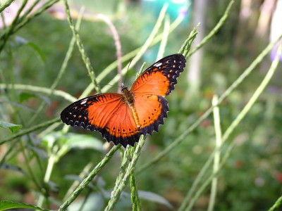 Butterfly world