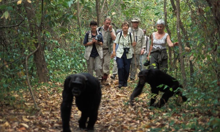 Chimpanzee tracking