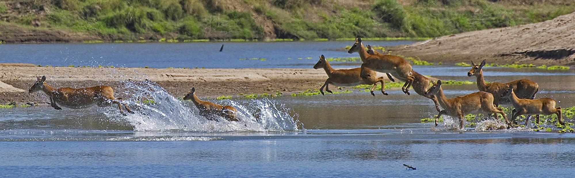 South Luangwa National Park