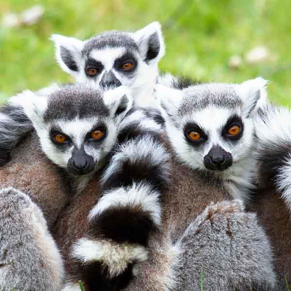 Spotting the Lemur’s