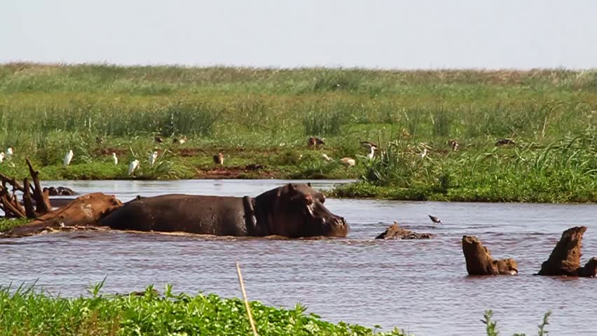 Lake Manyara Hippo Pool