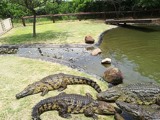 Visit Zulu Croc Reptile Park