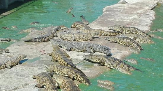 The wildlife tour at Le Bonheur Crocodile Farm