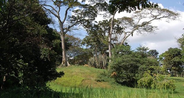 Spend your day at Entebbe Botanical Gardens