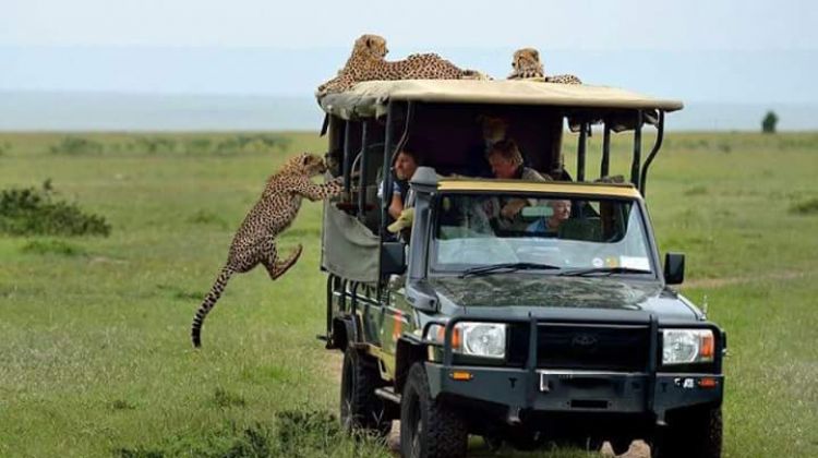 The Masai Mara Game Drive