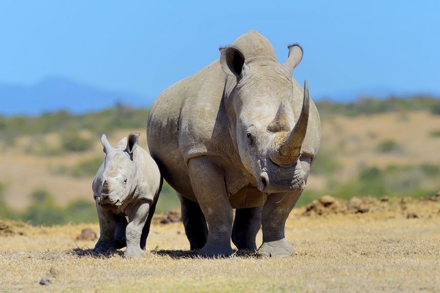 Ol Pejeta Conservancy