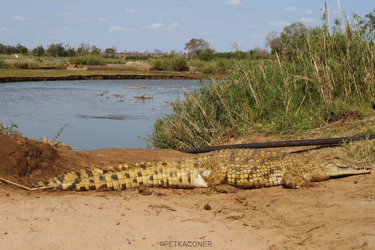 Crocodile Point (Tsavo East)