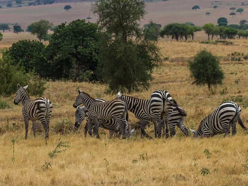 Game drives