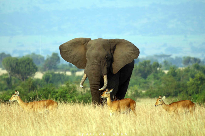 Queen Elizabeth National Park