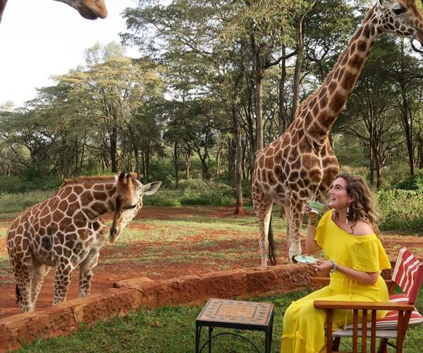 Hang out with giraffe at the Giraffe center