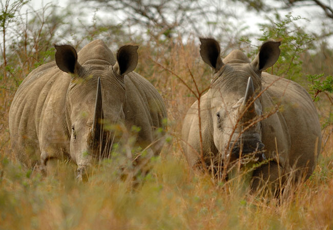 AmaZulu Game Reserve