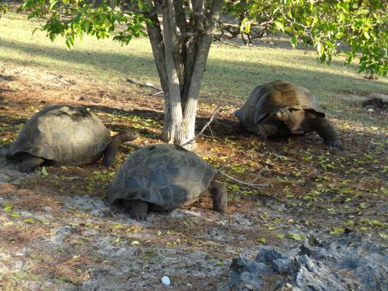 Exploring the Aldabra Giant Tortoises
