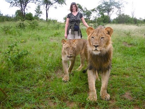 Lion and Cheetah Walks