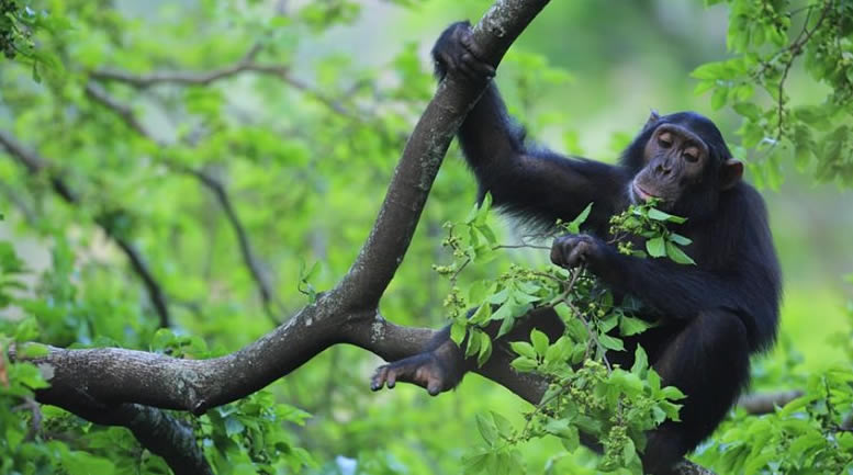 Kibale forest national park