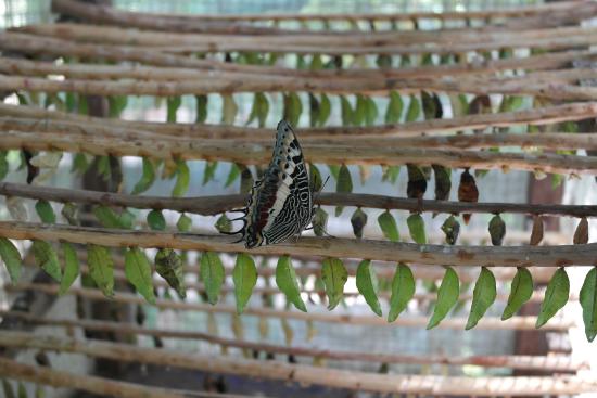 Zanzibar Butterfly Centre