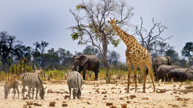 Hwange National Park