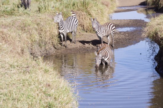 Musiara Swamp