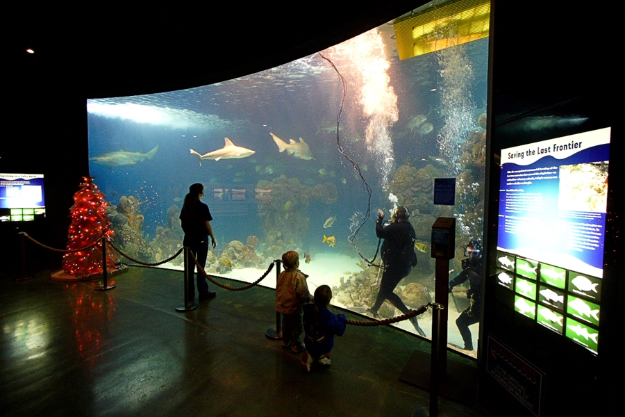 National Marine Aquarium