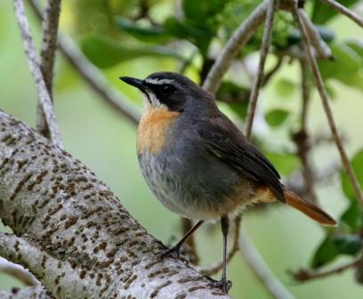 Touring the Eastern Cape Birding Route