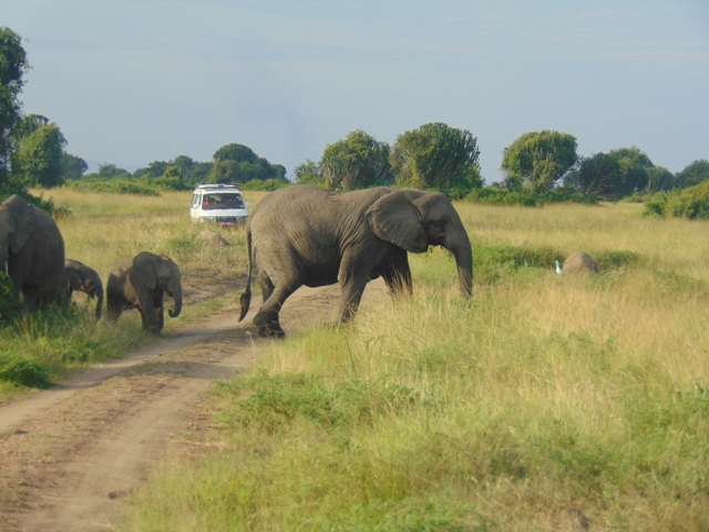 Game Drives