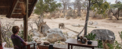 Mwagusi Safari Camp