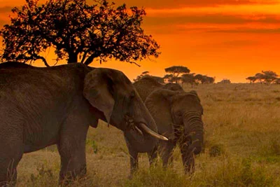 Un viaje clásico de Seychelles y Sudáfrica